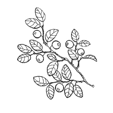 Mirtilli
