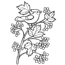 Coloration avec l'image d'une branche d'un kalina et d'un oiseau