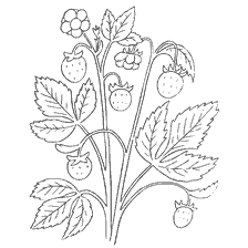 Coloration avec l'image de la plante de fraise avec baies et fleurs