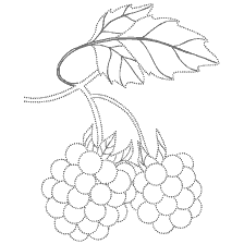 Raspberries