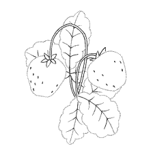 Fraises