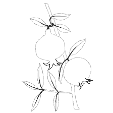 Coloring Pomegranate Berries