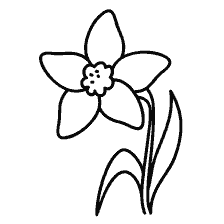 Drawing a daffodil flower for coloring