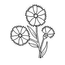 Charming flowers of cornflowers for coloring