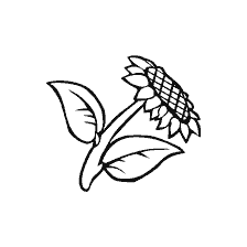 Sunflower drawing for coloring