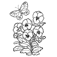 Black and white drawing of flowers of panty eye and butterfly