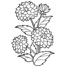 Drawn dahlia flowers on coloring book