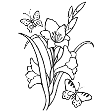 Coloring with the image of gladiolus and butterflies