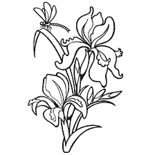 Contour coloring of an iris flower with a butterfly
