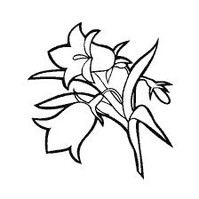 Drawing of bell flowers for coloring