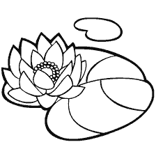 Bloemen van de waterlelie