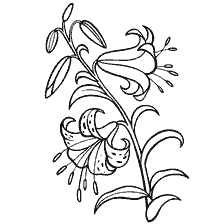 Lily contouring