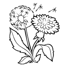 Dandelion Flores