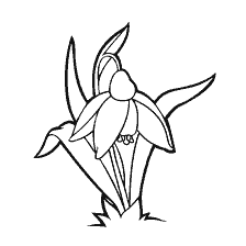 Snowdrop - flower coloring