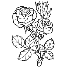 Contour drawing of two roses with bud and leaves