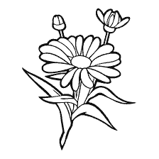Chamomile çiçekleri