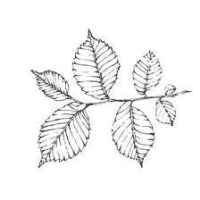 Limb leaves and fruit