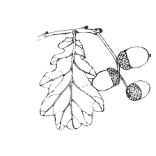 Feuilles et fruits de chêne