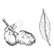 Disegni di contorno di foglie di salice e frutti