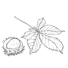 Foglie di castagno e frutti raffigurati nel libro colorante