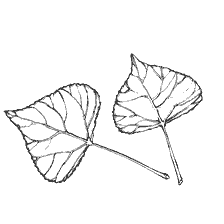 Poplar'ın Contour görüntüleri