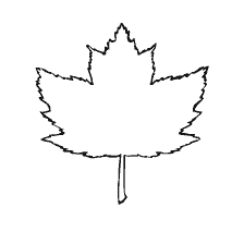 Red Maple yaprak rengi