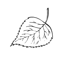 Birch renklendirme için ayrılır