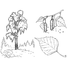 Drawing of birch with branch and leaves