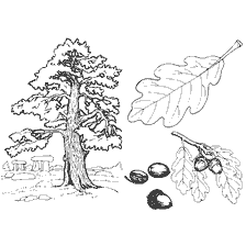 Drawing of oak, acorns and leaves