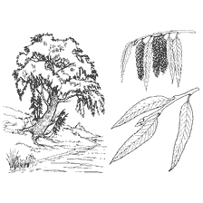 Black and white willow coloring with details of leaves and kidneys