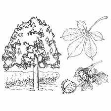 Chestnut tree drawing with leaf and fruit
