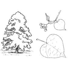 Illustration of the linden tree and its leaves