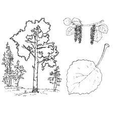 Illustration of the aspen tree with leaves and flowers