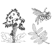 Roanberry tree
