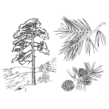 Coloring Pine Tree