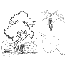 Drawing of a poplar tree with leaves and flowers