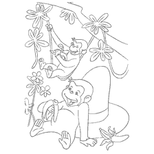 Monkeys in a tree
