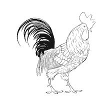 Rooster in coloring book