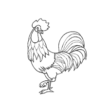 Coloring rooster