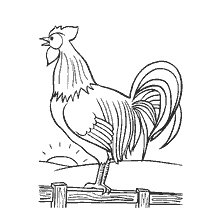 Rooster at sunrise