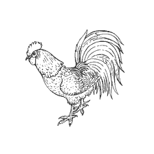 Rooster