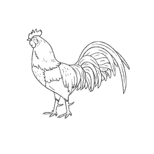 Rooster