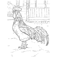 Bir rooster'ın renkli fotoğrafı