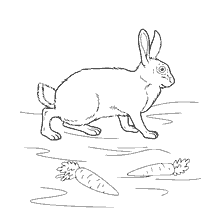 Picture of a rabbit for coloring