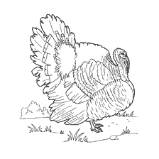 Turquía