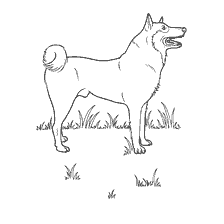 Domestic dog - coloring book