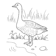 Goose