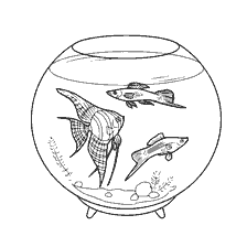 Aquarium fish