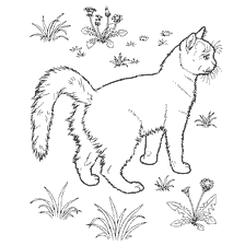 Kat of kat