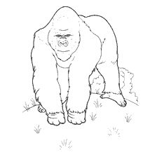 kolorowanka: Kolorowanki dzikich zwierząt: Gorilla